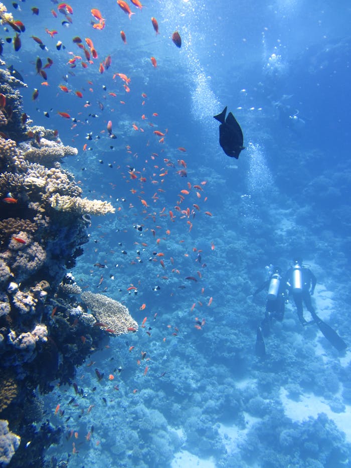 marine-life-photography-68767 Scuba divers explore a lively coral reef, surrounded by colorful fish, in a clear ocean setting.